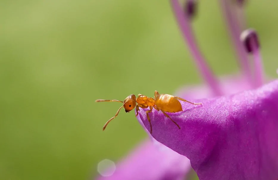 14张高清微距摄影下的蚂蚁，很小但很美--阿里百秀