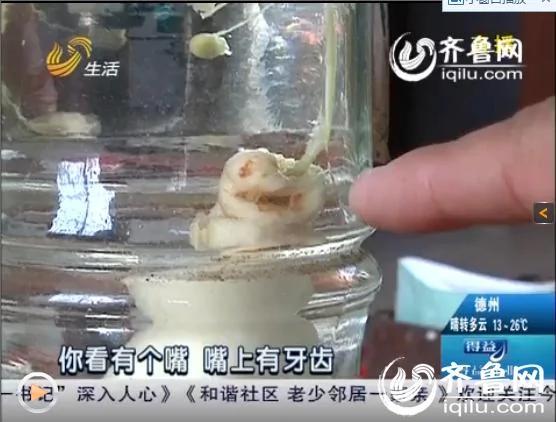 稀奇!潍坊临朐一居民酒里泡人参竟长出“人模样”