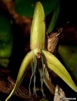 只在夜晚开放的奇特兰花 仍是一个谜