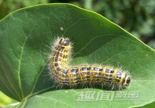 自然界中让人意想不到的十大杀手