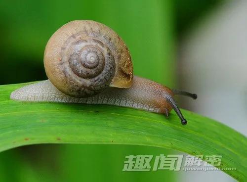 自然界中让人意想不到的十大杀手