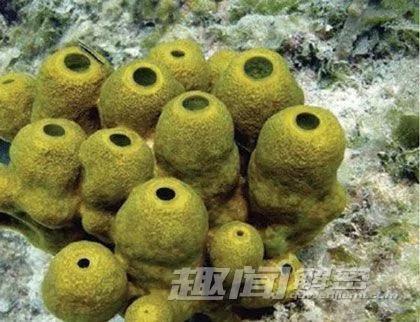 自然界中让人意想不到的十大杀手