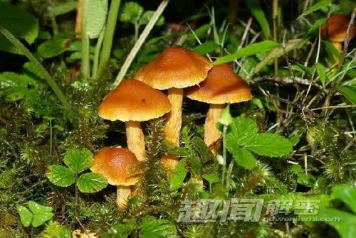 自然界中让人意想不到的十大杀手