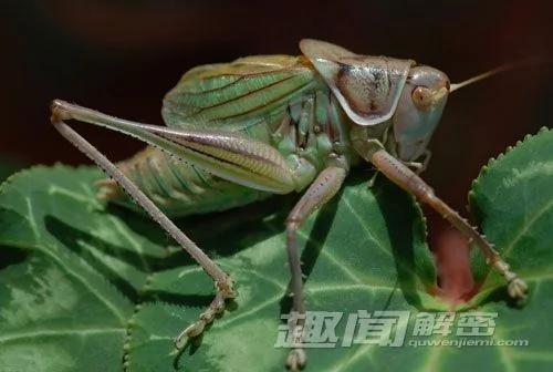 自然界中让人意想不到的十大杀手
