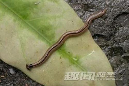 自然界中让人意想不到的十大杀手