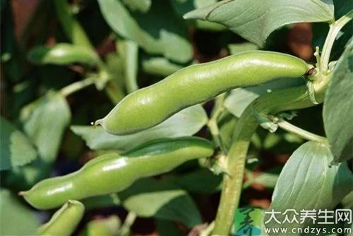 小心了!十种没煮熟蔬菜 比砒霜毒