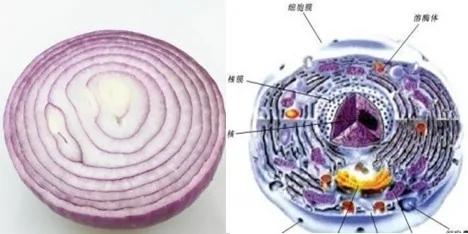 上帝开了一间药房 只卖蔬果不卖药