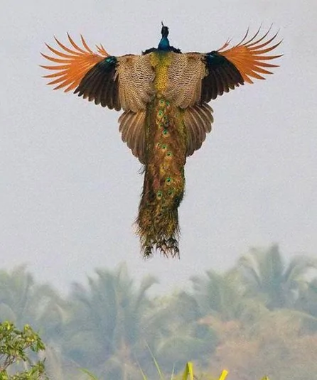 难得一见的照片飞行中的孔雀 美极了 阿波罗新闻网