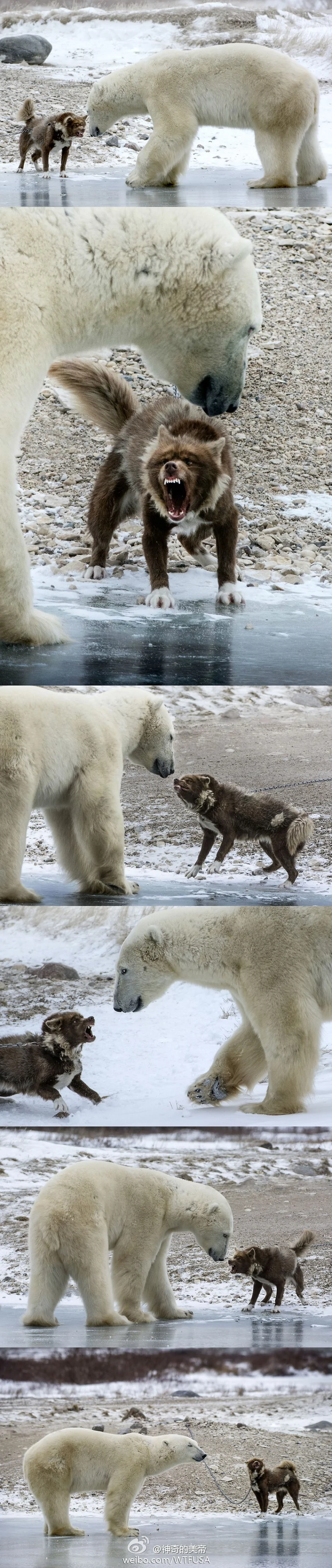 曝加拿大最凶悍哈士奇与北极熊对吼(图)