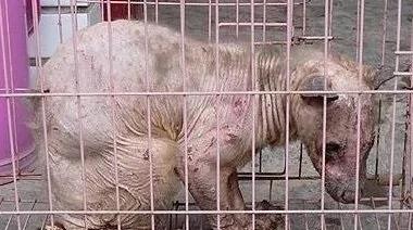 目击地球上的五个神秘生物