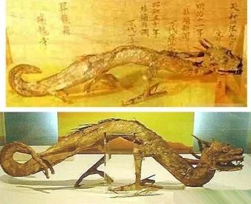 目击地球上的五个神秘生物