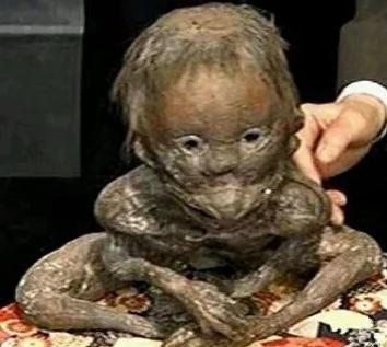 目击地球上的五个神秘生物