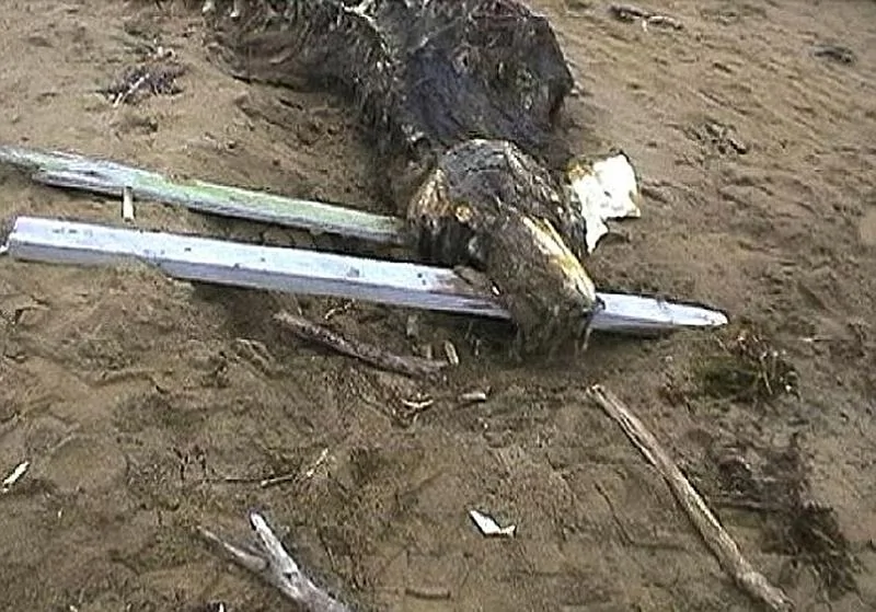 怪异动物尸骸现俄海滩特种部队带走做深入研究