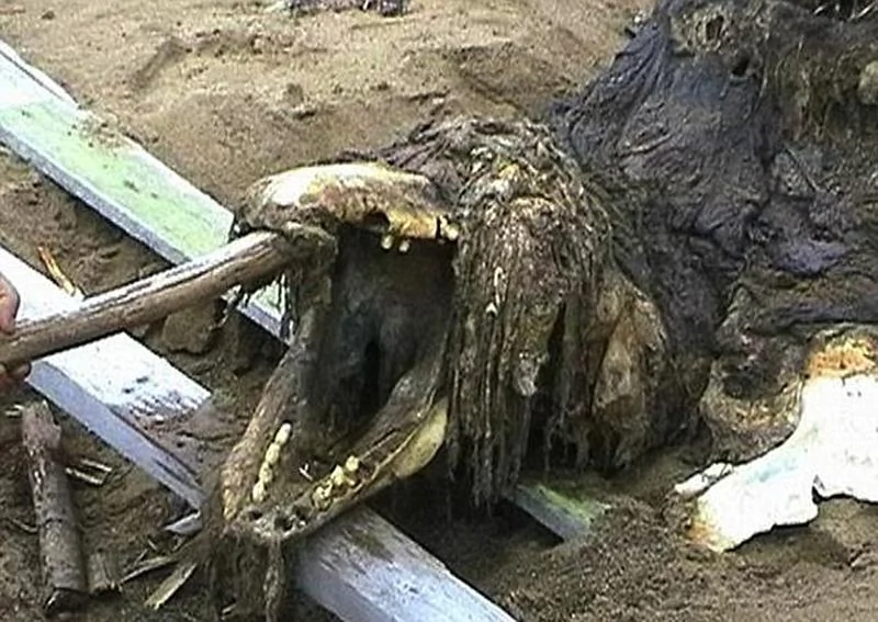 怪异动物尸骸现俄海滩特种部队带走做深入研究