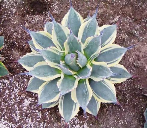 家里13种植物能救命 多数人不知道