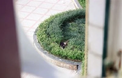 从楼上住户家中看到坠亡女子躺在花坛中
