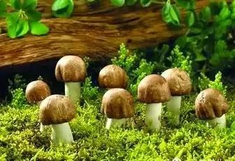 99.9%的人不知道!特殊时期吃了会死人的水果