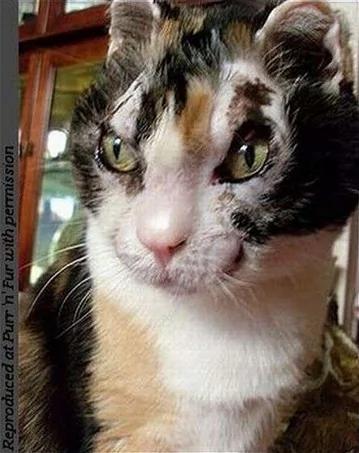 这只猫反复冲进火海…得知真相的都落泪了