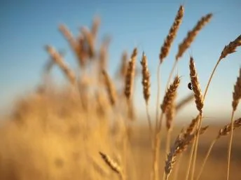 加拿大优质小麦资料照片2011年9月7日。