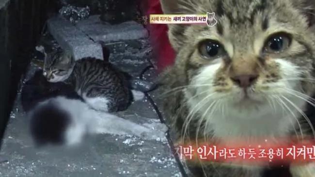 心疼:小猫道别离世妈妈 泪水眼眶打转