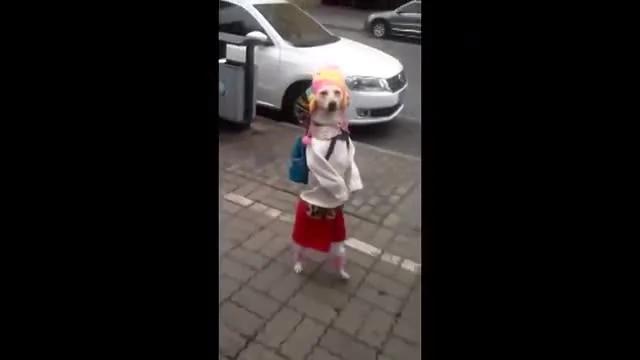 小狗扮作女孩上街 背书包两腿站立行走