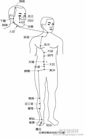 足阳明胃经经络穴位图
