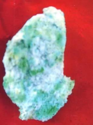 人体修炼:老尼火化后留下200颗舍利花