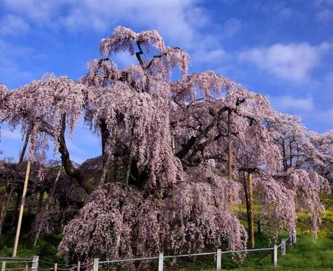 粉色的街景 日本樱花季