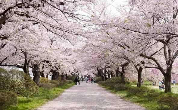粉色的街景 日本樱花季