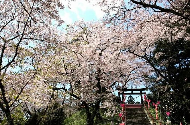 粉色的街景 日本樱花季