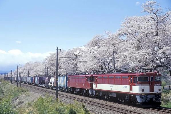 粉色的街景 日本樱花季