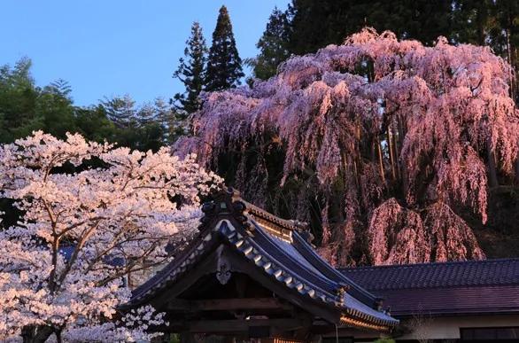 粉色的街景 日本樱花季