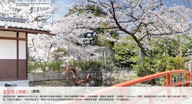 粉色的街景 日本樱花季