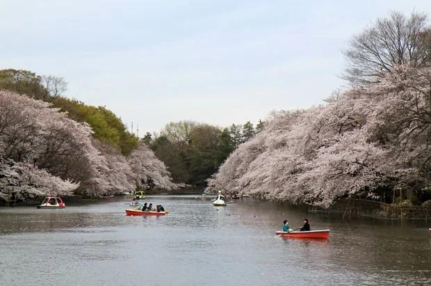 粉色的街景 日本樱花季