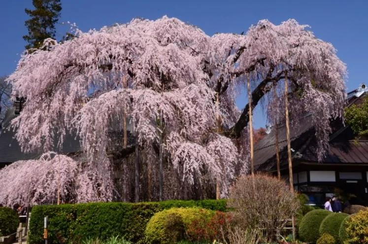 粉色的街景 日本樱花季