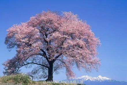 粉色的街景 日本樱花季