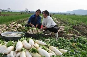 2015年健康食物的关键字是“丑陋”