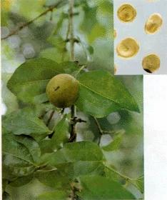 小心! 远离这22种剧毒植物