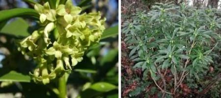 小心! 远离这22种剧毒植物