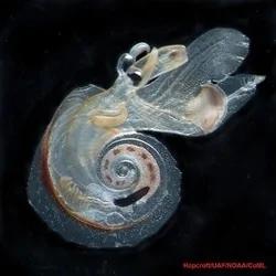 百慕达大三角的海底,充满奇异生物