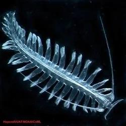 百慕达大三角的海底,充满奇异生物