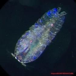 百慕达大三角的海底,充满奇异生物