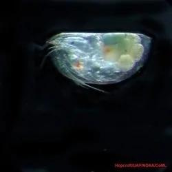 百慕达大三角的海底,充满奇异生物