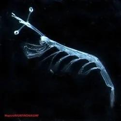 百慕达大三角的海底,充满奇异生物