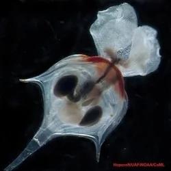 百慕达大三角的海底,充满奇异生物