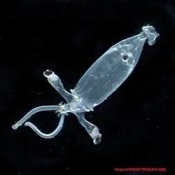 百慕达大三角的海底,充满奇异生物