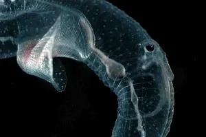 百慕达大三角的海底,充满奇异生物