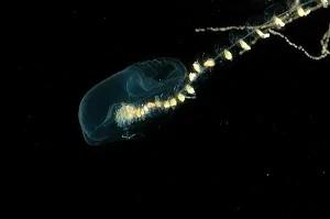 百慕达大三角的海底,充满奇异生物