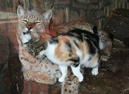 猫在动物园做了一件令所有人惊喜的事