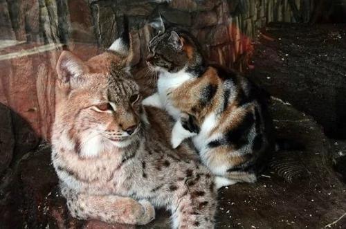 猫在动物园做了一件令所有人惊喜的事